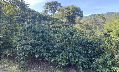 Venta finca cafetera Hispania