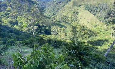 Venta finca cafetera Hispania
