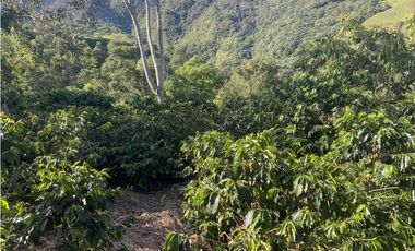 Venta finca cafetera Hispania