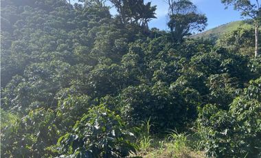 Venta finca cafetera Hispania