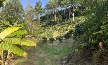 Venta finca cafetera Hispania