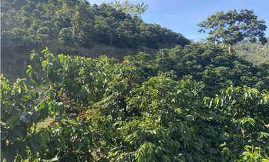 Venta finca cafetera Hispania