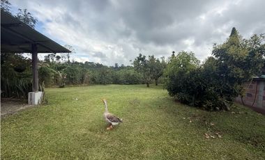 VENDO FINCA EN FILANDIA