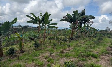 VENDO FINCA EN FILANDIA