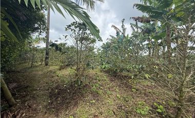 VENDO FINCA EN FILANDIA