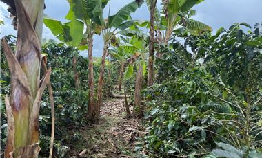 VENDO FINCA EN FILANDIA