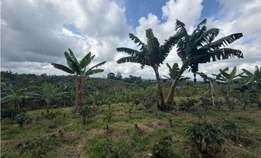 VENDO FINCA EN FILANDIA