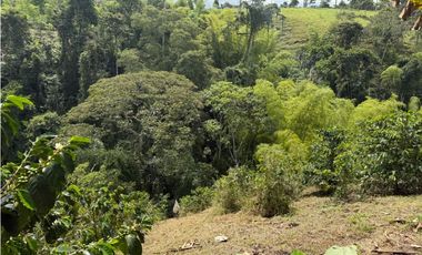 VENDO FINCA EN FILANDIA