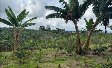 VENDO FINCA EN FILANDIA