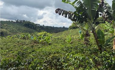 VENDO FINCA EN FILANDIA