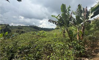 VENDO FINCA EN FILANDIA