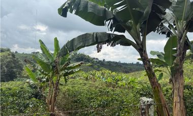 VENDO FINCA EN FILANDIA