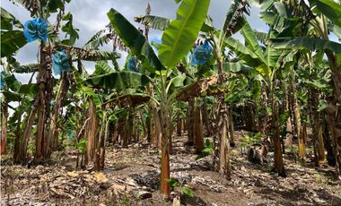 FINCA EN QUIMBAYA SE VENDE