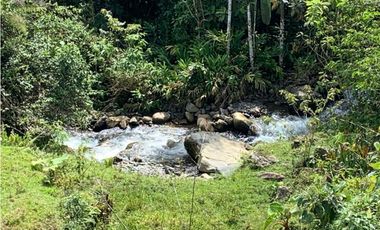 VENDO FINCA GANADERA EN RISARALDA