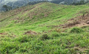 VENDO FINCA GANADERA EN RISARALDA