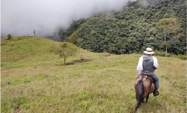 VENDO FINCA GANADERA EN RISARALDA