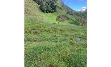 VENDO FINCA GANADERA EN RISARALDA