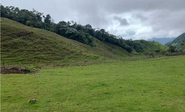VENDO FINCA GANADERA EN RISARALDA