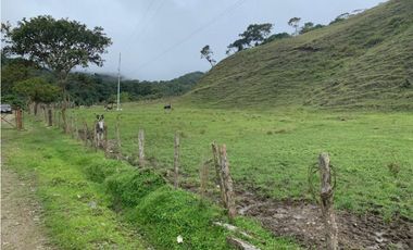 VENDO FINCA GANADERA EN RISARALDA