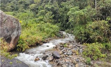 VENDO FINCA GANADERA EN RISARALDA