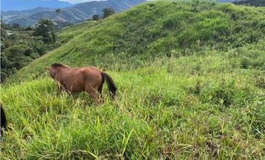 VENDO FINCA GANADERA EN RISARALDA