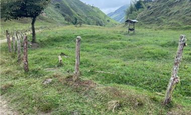 VENDO FINCA GANADERA EN RISARALDA