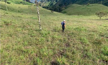 VENDO FINCA GANADERA EN RISARALDA