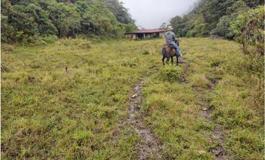 VENDO FINCA GANADERA EN RISARALDA