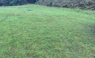 VENDO FINCA GANADERA EN RISARALDA