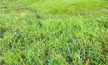VENDO FINCA GANADERA EN RISARALDA