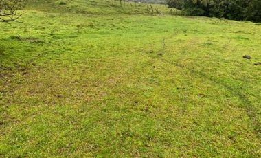 VENDO FINCA GANADERA EN RISARALDA