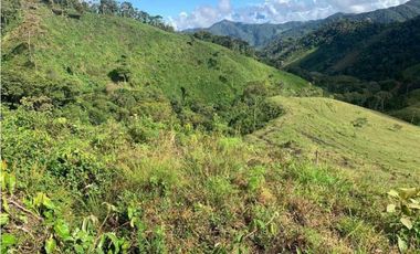VENDO FINCA GANADERA EN RISARALDA