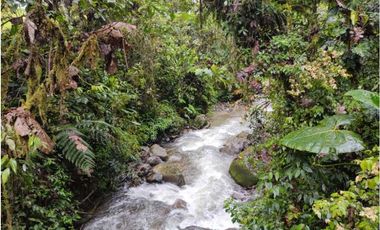 VENDO FINCA GANADERA EN RISARALDA
