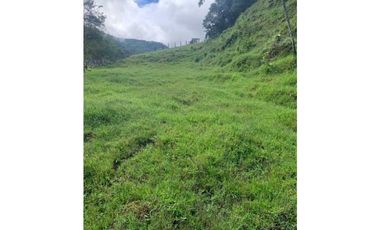 VENDO FINCA GANADERA EN RISARALDA