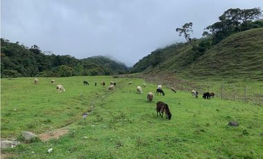 VENDO FINCA GANADERA EN RISARALDA