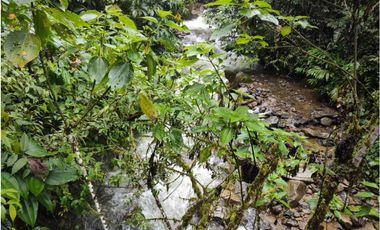 VENDO FINCA GANADERA EN RISARALDA