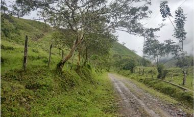 VENDO FINCA GANADERA EN RISARALDA