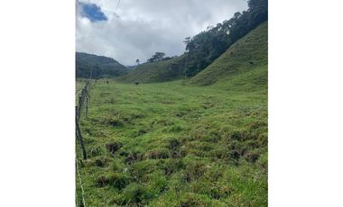 VENDO FINCA GANADERA EN RISARALDA