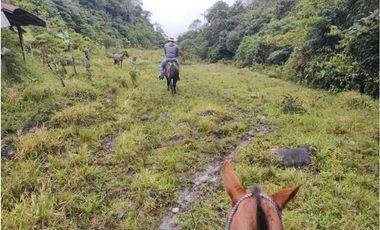 VENDO FINCA GANADERA EN RISARALDA