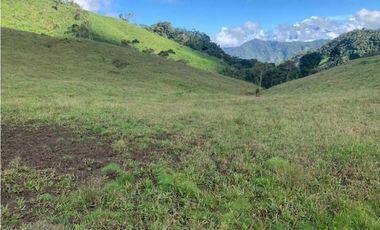 VENDO FINCA GANADERA EN RISARALDA