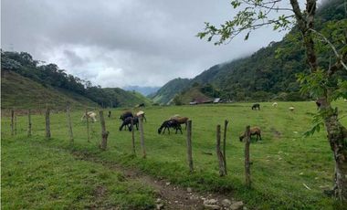 VENDO FINCA GANADERA EN RISARALDA