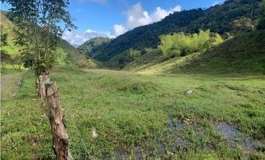 VENDO FINCA GANADERA EN RISARALDA