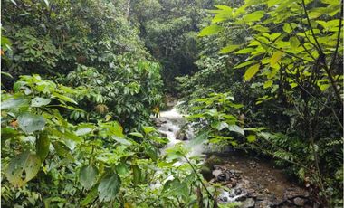 VENDO FINCA GANADERA EN RISARALDA