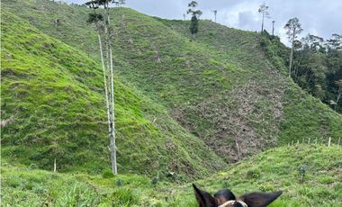 VENDO FINCA GANADERA EN RISARALDA