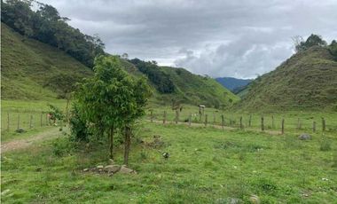 VENDO FINCA GANADERA EN RISARALDA