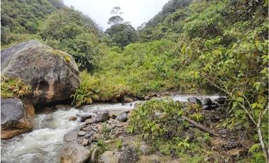 VENDO FINCA GANADERA EN RISARALDA