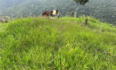 VENDO FINCA GANADERA EN RISARALDA