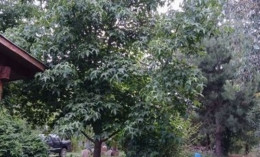 Parcela en Venta en Villa Longavi pc 233 Lote 9