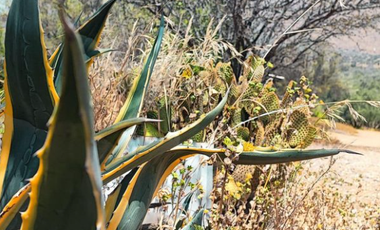 Parcela en Venta en TILTIL