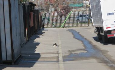 Casa en Venta en Eyzaguirre con la Serena